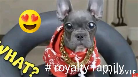 gucci the dog royalty family|the royalty family lost Gucci.